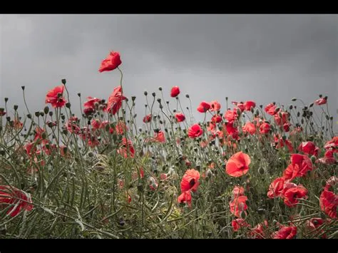  Poppies in the Wind -  A Whimsical Dance of Color and Symbolism!